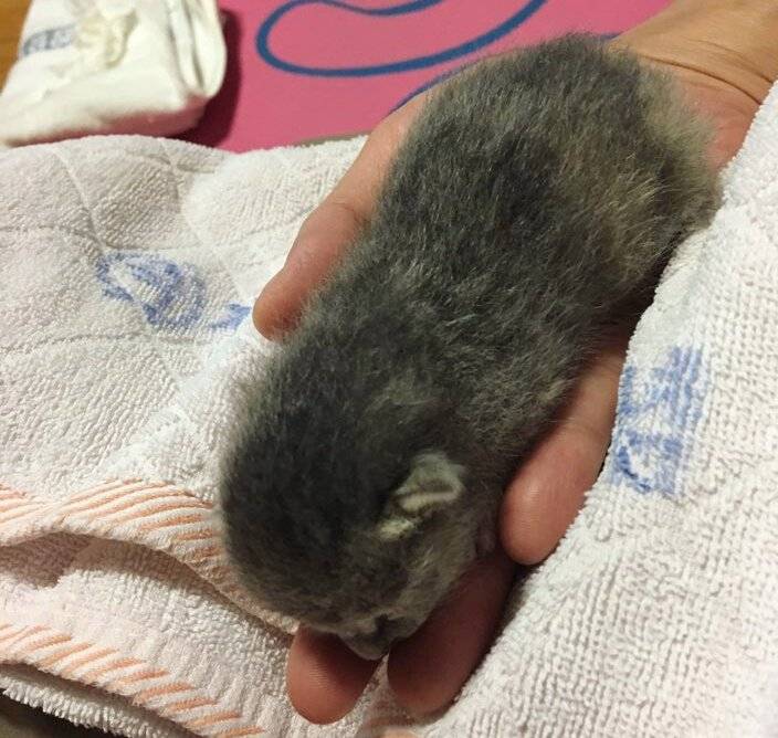 내가 키우던 고양이 | 인스티즈