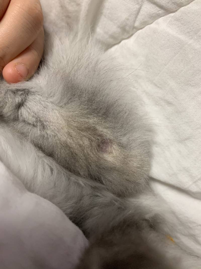 💦💦💦고양이 키우는 익들 들어와줘 ㅜㅜ 💦💦💦 | 인스티즈