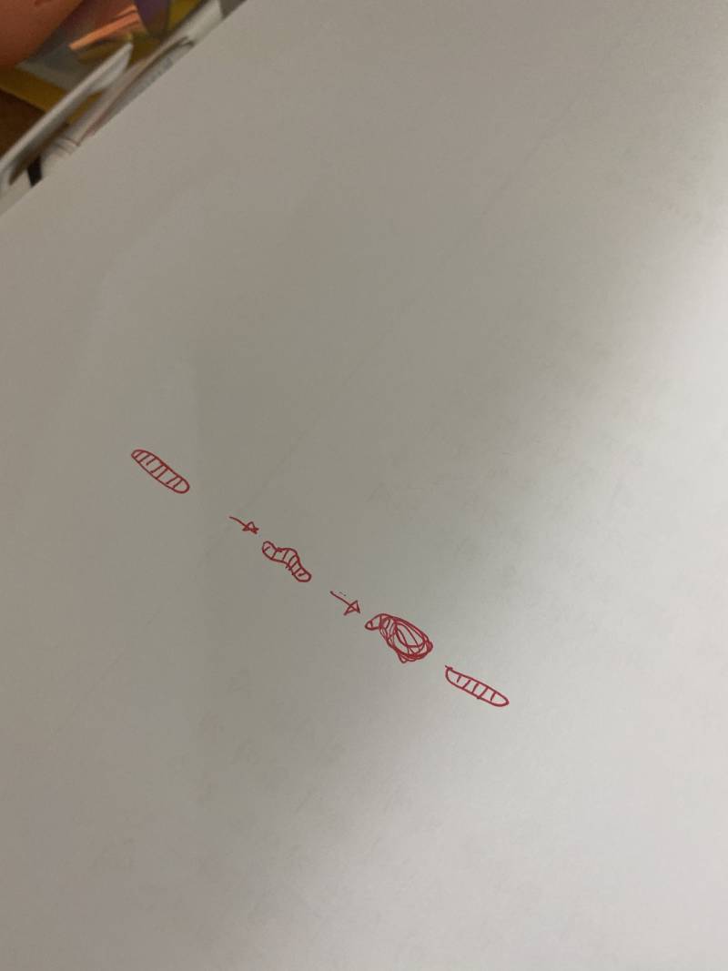 이 벌레 무슨 벌레인지 아는사람? | 인스티즈