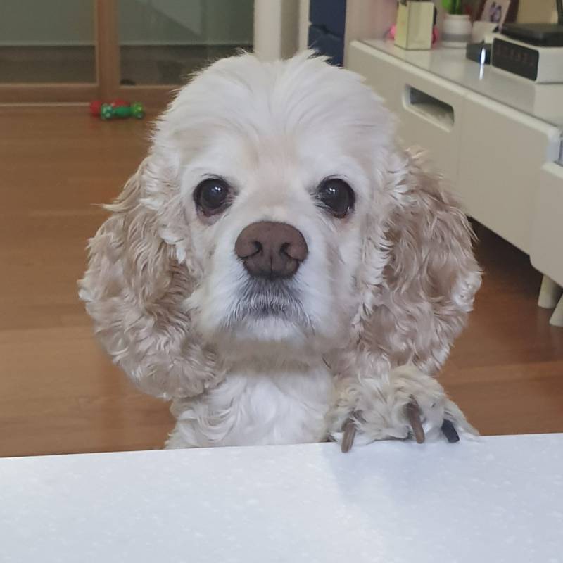 강아지 가루약 어떻게 먹여? | 인스티즈