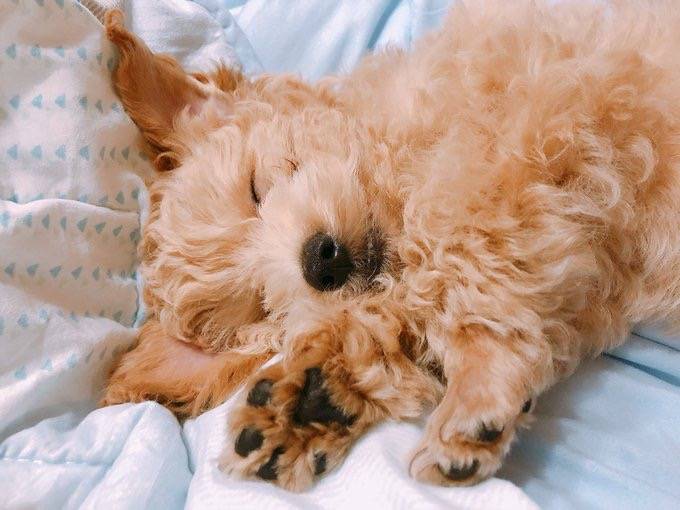 우리집 멍멍이 앉아랑 손 처음 배웠을때 사진 찾았다 | 인스티즈