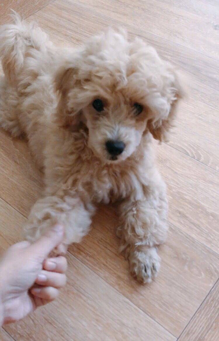 우리집 멍멍이 앉아랑 손 처음 배웠을때 사진 찾았다 | 인스티즈