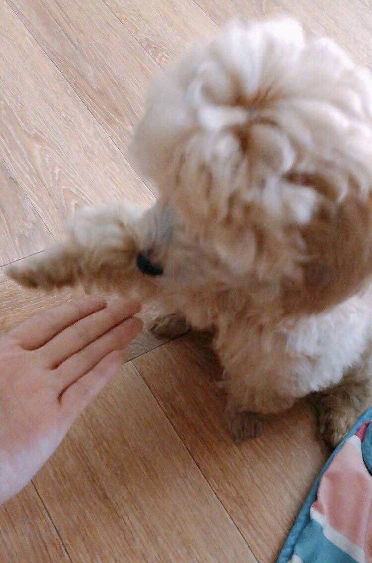 우리집 멍멍이 앉아랑 손 처음 배웠을때 사진 찾았다 | 인스티즈