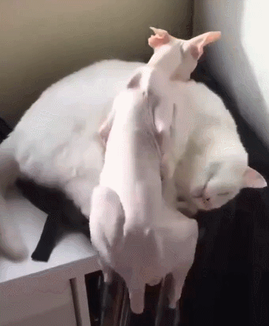 무조건 힐링되는 댕냥이짤털 | 인스티즈