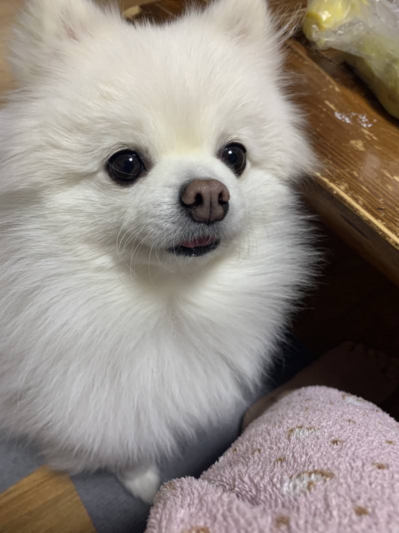 다이어트한다고 고구마먹는데 옆에서 | 인스티즈