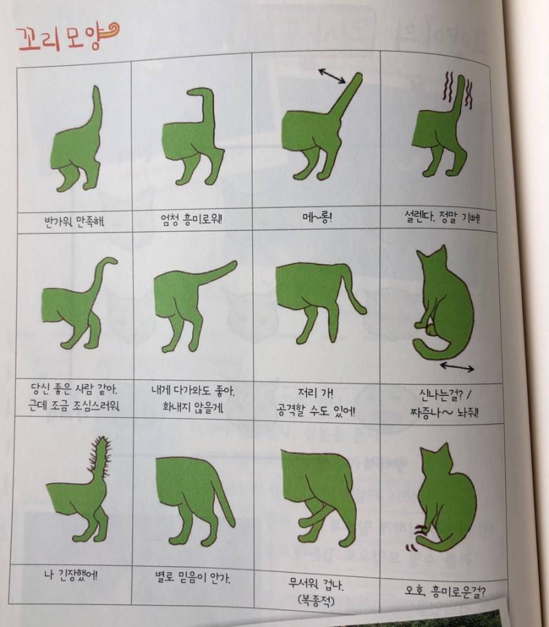 고양이 오늘 자취방에 데리고 왔다 | 인스티즈