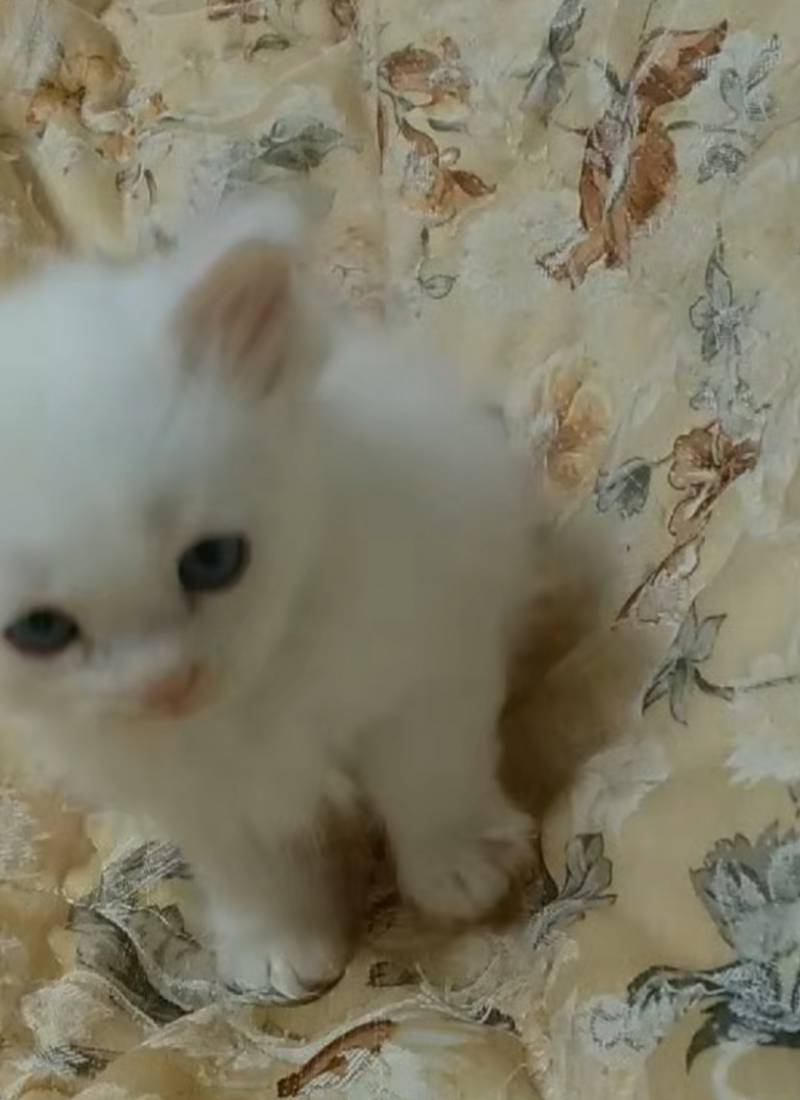 흰색 아기 고양이 이름 지어줄래? 사진 있어!!!!!! | 인스티즈
