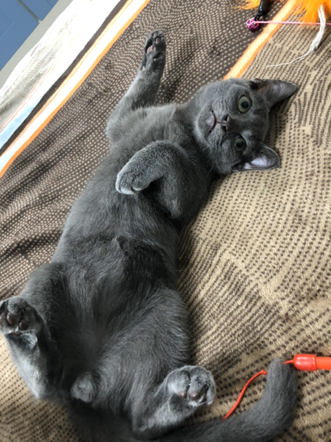 본진이 고양이계정 만들어주면 좋겠어 | 인스티즈