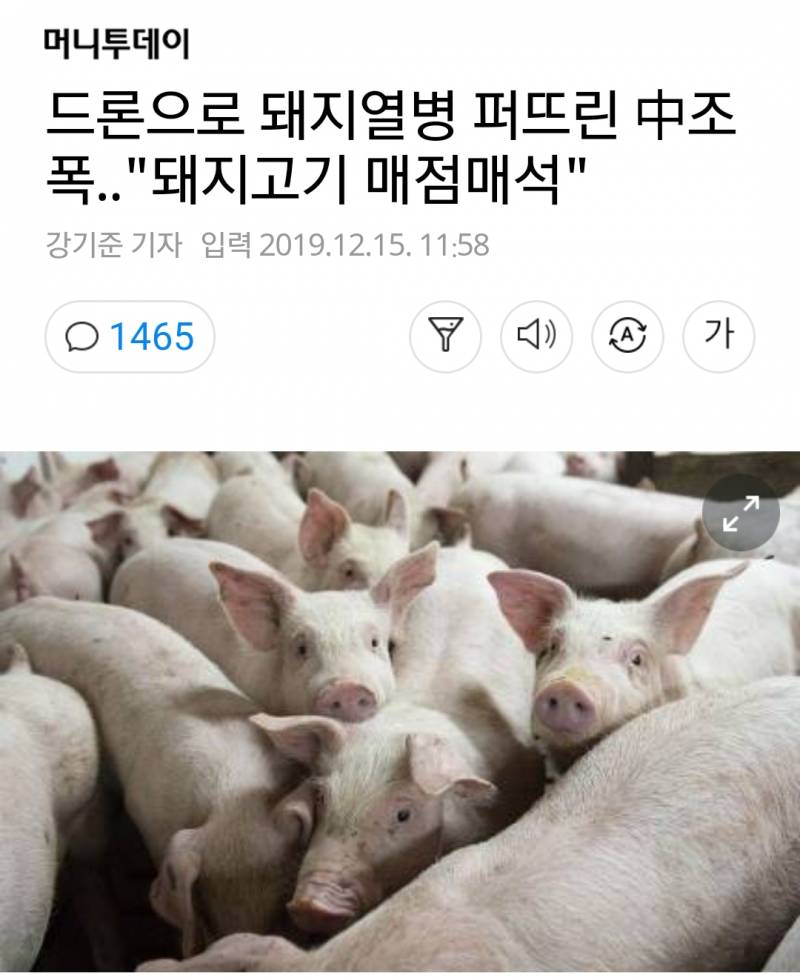 중국 조폭 근황 (feat.돼지열병) | 인스티즈