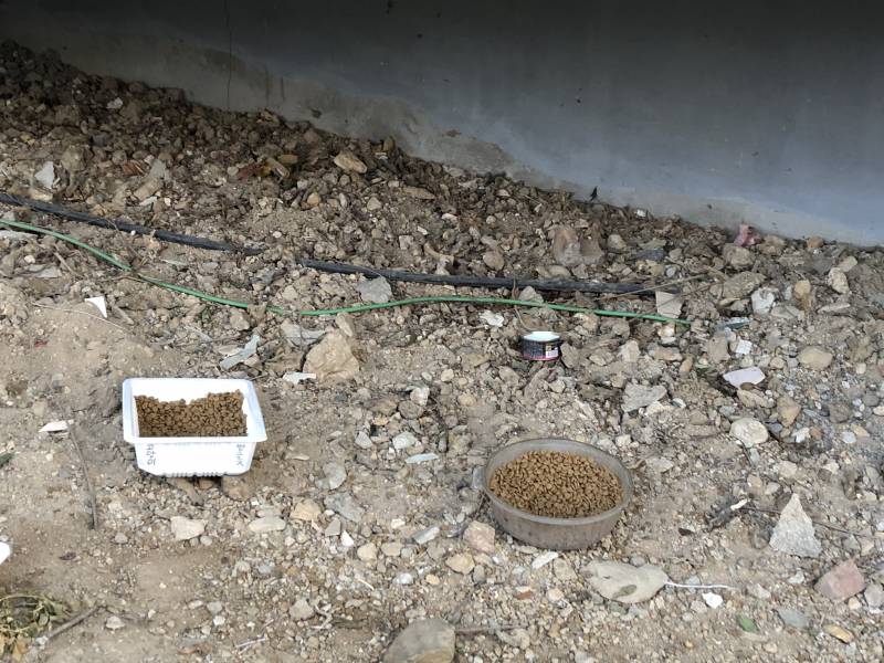 여기 고양이 급식소인가봐 | 인스티즈