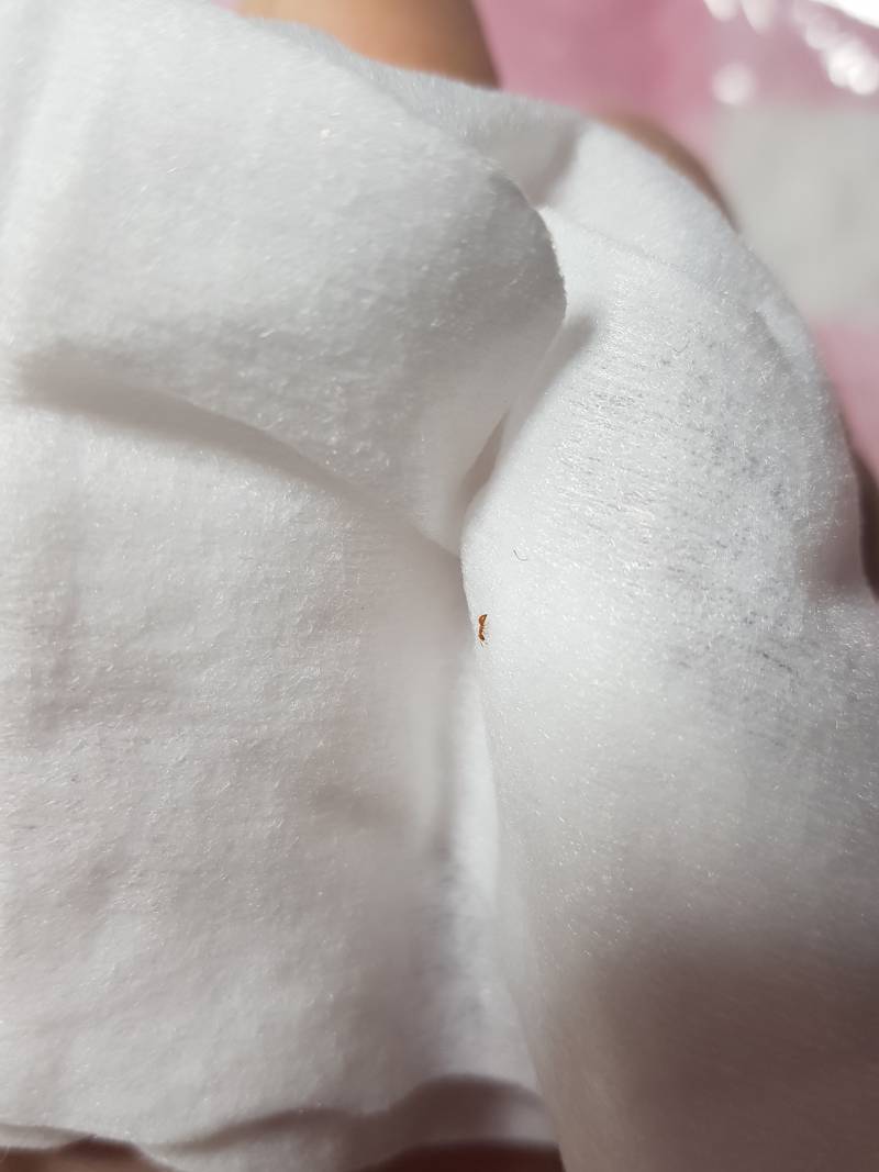 뭐야 이거 개미야?????? | 인스티즈