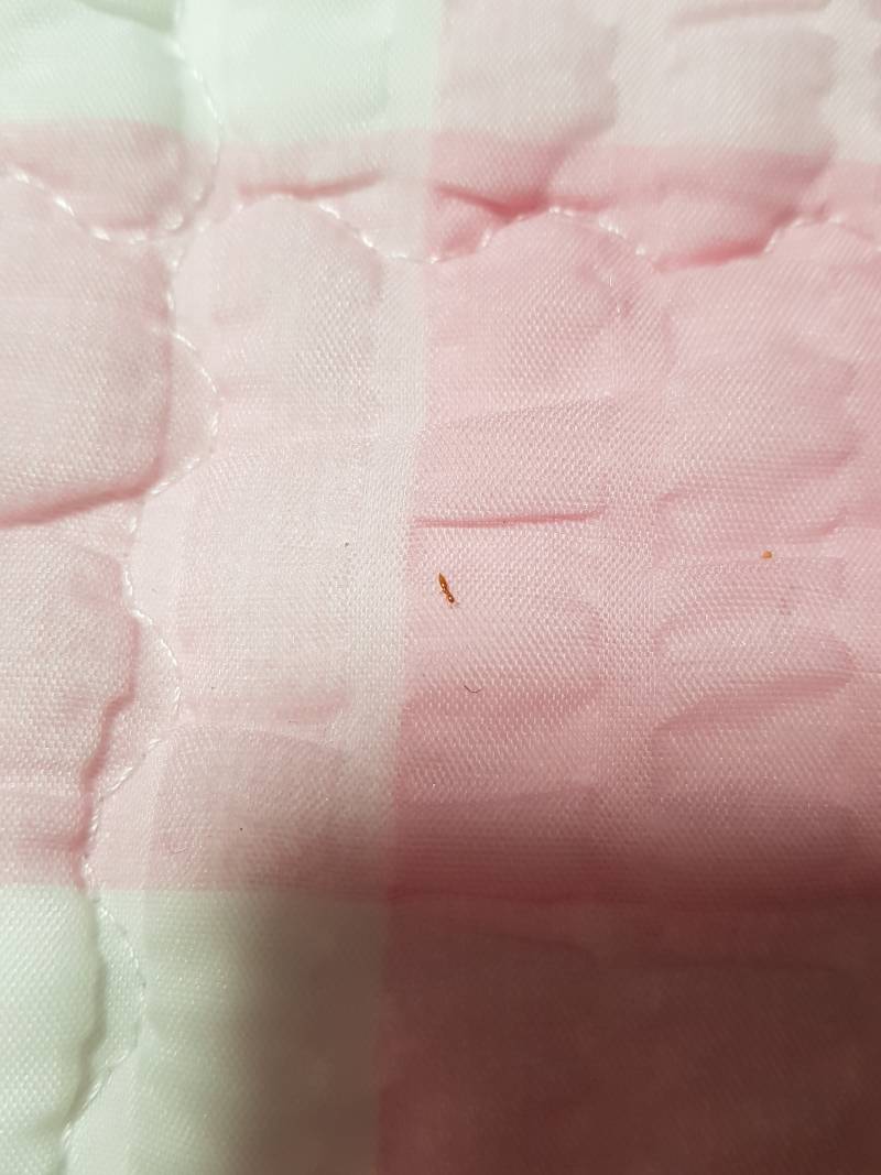 뭐야 이거 개미야?????? | 인스티즈