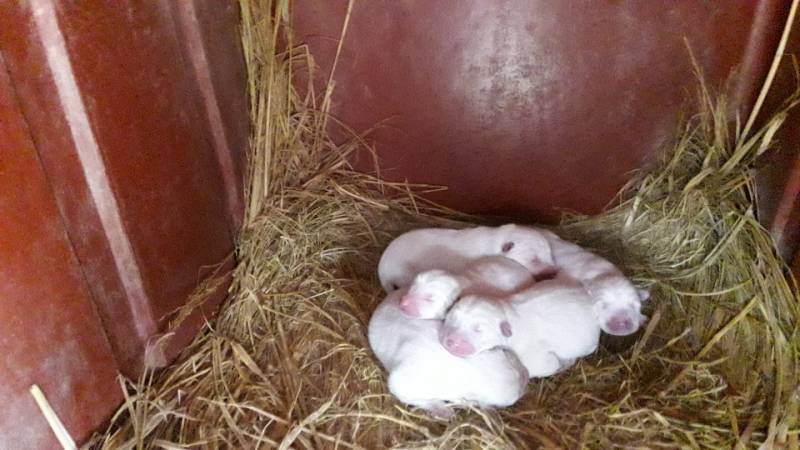 우리집 진돗개 아기 낳았어!!! 40 | 인스티즈