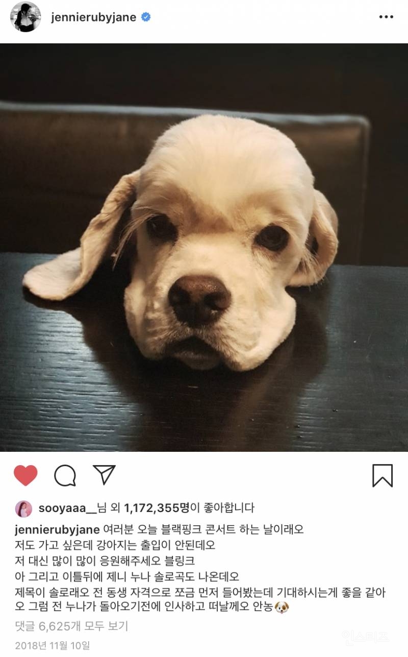 전세계 최초 인스타하는 강아지 (feat.제니) | 인스티즈