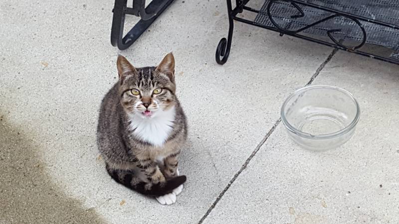 나 본가에 마당냥이 산지 4개월됐는데 진짜 귀엽거든? 근데 | 인스티즈