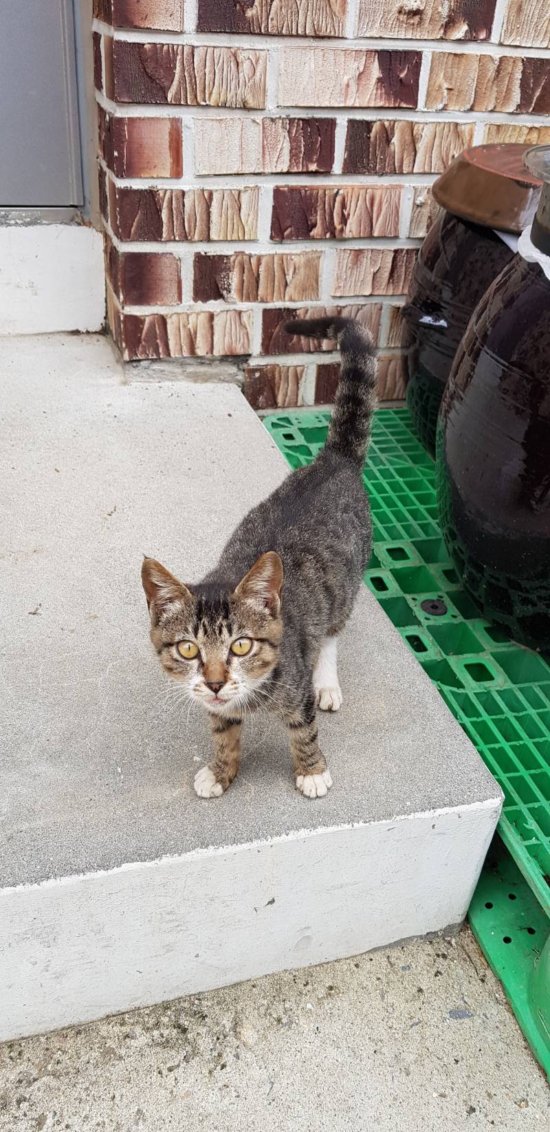 나 본가에 마당냥이 산지 4개월됐는데 진짜 귀엽거든? 근데 | 인스티즈