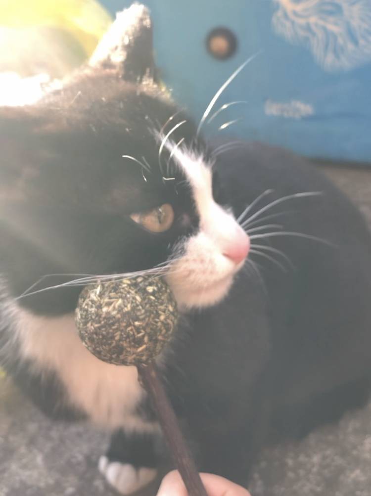 집에 오는 길고양이 40 (미묘) | 인스티즈