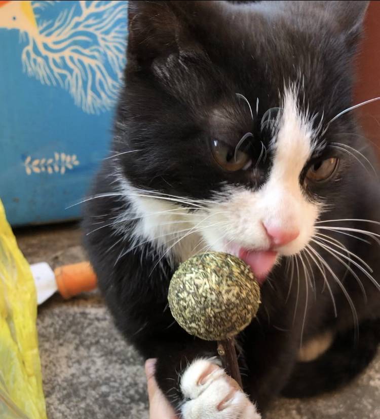 집에 오는 길고양이 40 (미묘) | 인스티즈