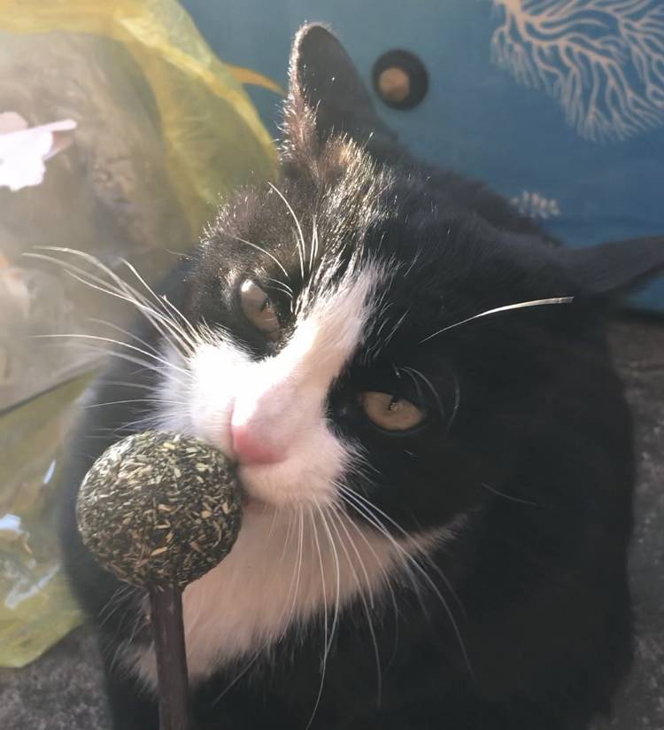 집에 오는 길고양이 40 (미묘) | 인스티즈