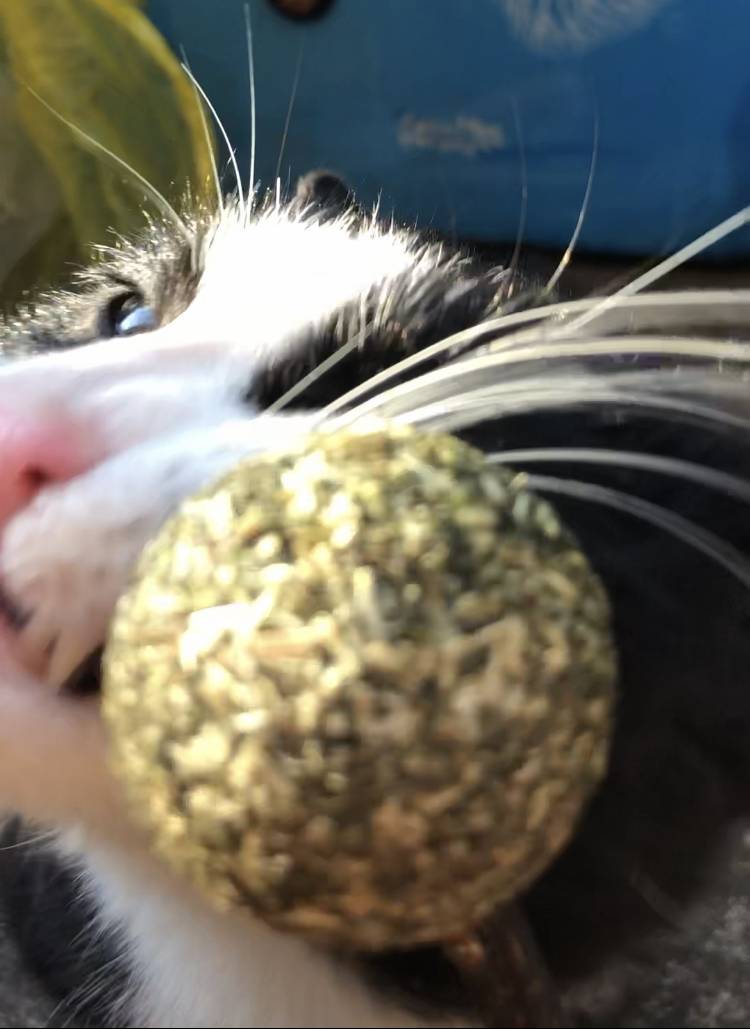 집에 오는 길고양이 40 (미묘) | 인스티즈