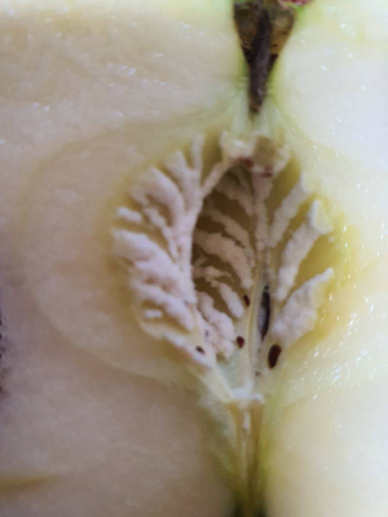 익들아 내 사과가 이상해 한번만봐죠ㅠ🍎(ㅎㅇㅈㅇ) | 인스티즈