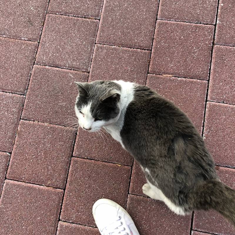 길에서 개냥이 발견 | 인스티즈