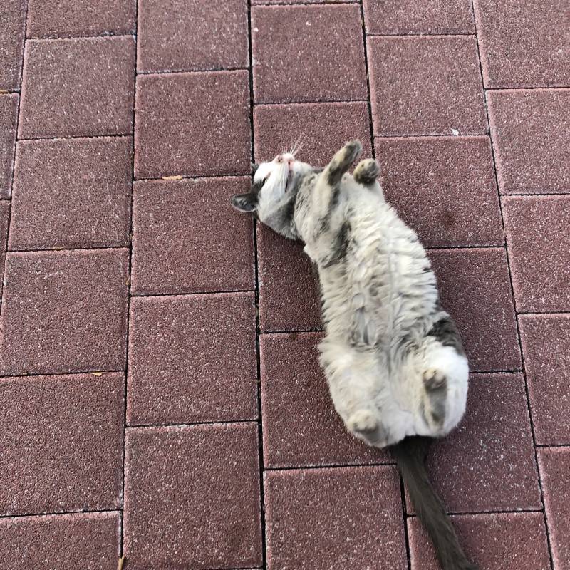 길에서 개냥이 발견 | 인스티즈