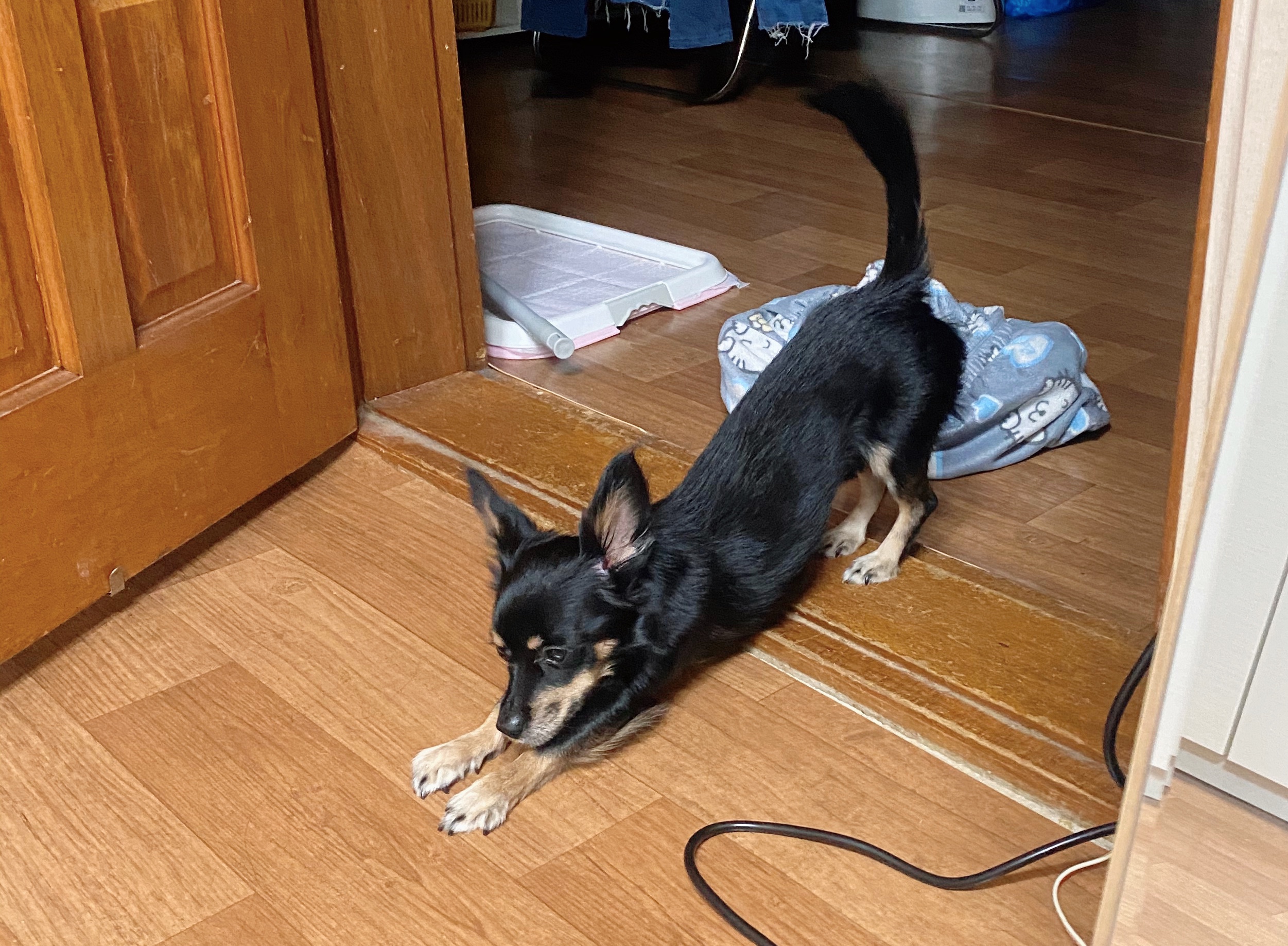 스트레칭하는 갱얼쥐 볼 사람? 40 | 인스티즈