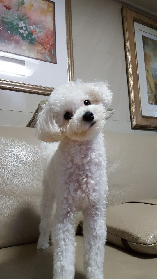 데이식스 댕댕이합방 해주라.. | 인스티즈