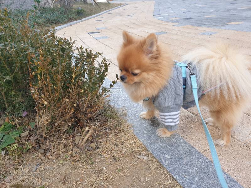 ㅋㅋㅋㅋㅋ울집개 택배뜯어서 고구마먹음ㅋㅋㅋㅋㅋ | 인스티즈