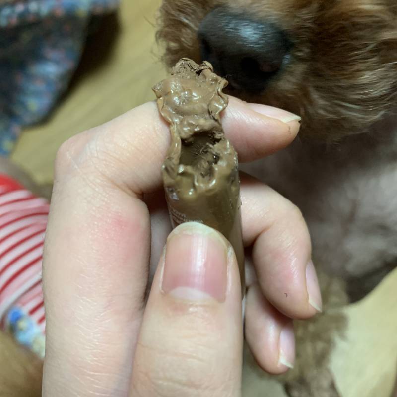 이거 어제 산 건데 버려야하나유..?? 범인은 강아지야.. | 인스티즈