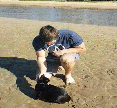 무조건 힐링되는 댕냥이짤털 | 인스티즈