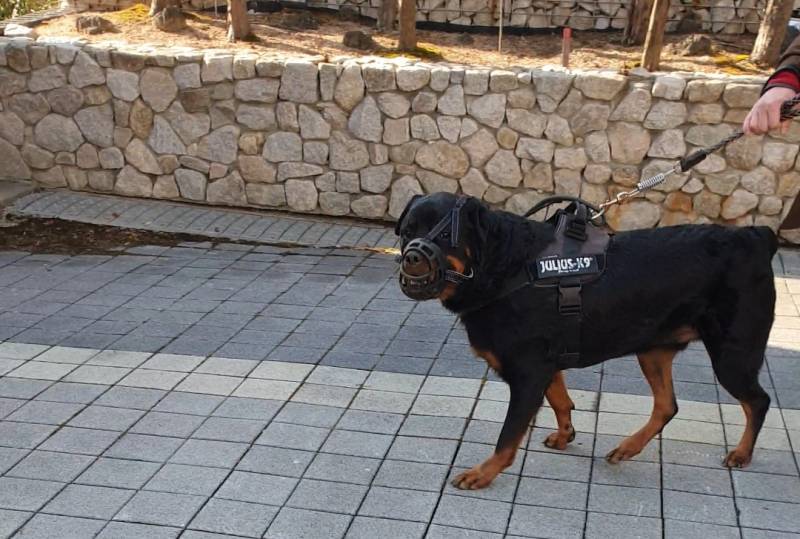 입마개하고 멈머 산책시키는데 왤케 뽀시래기 같거 귀엽지 | 인스티즈