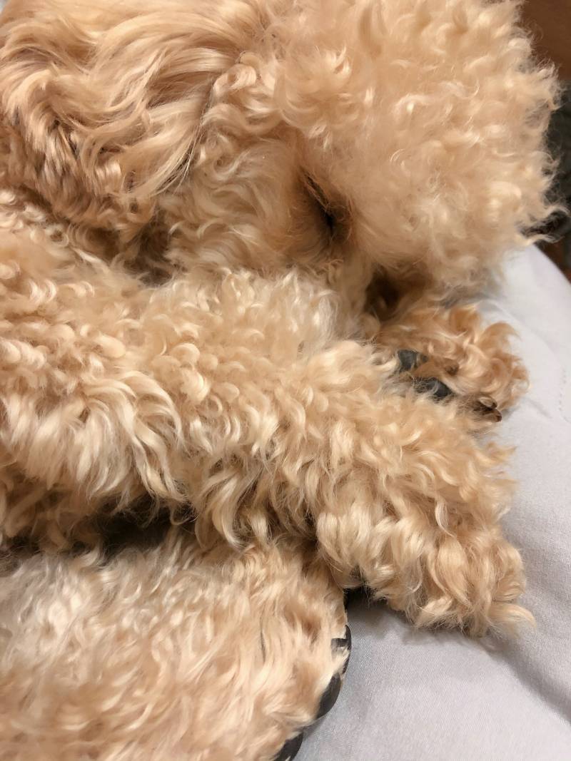 강아지 옷 무슨 색 살까?? 112233 | 인스티즈