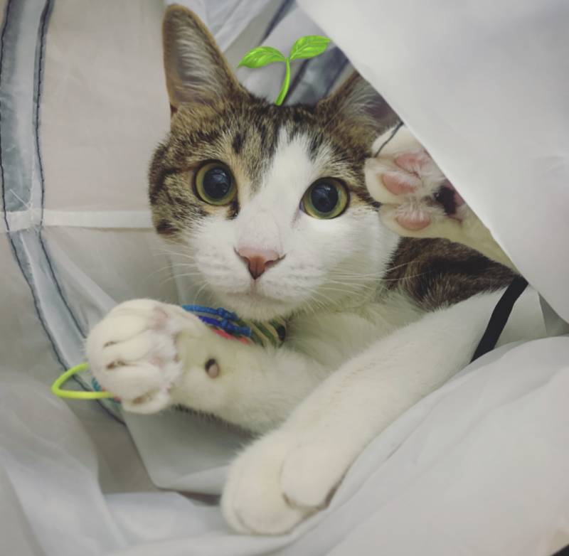 행복한 세상의 고양이 | 인스티즈