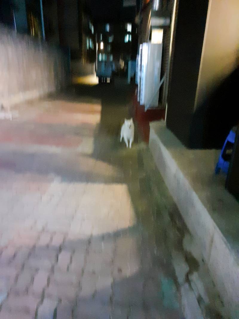 길잃은 개가ㅜ있는거 같은데 어떡하지 | 인스티즈