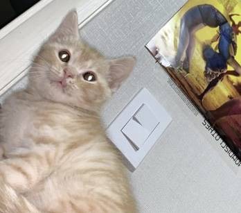 이 고양이 종이 모야 | 인스티즈