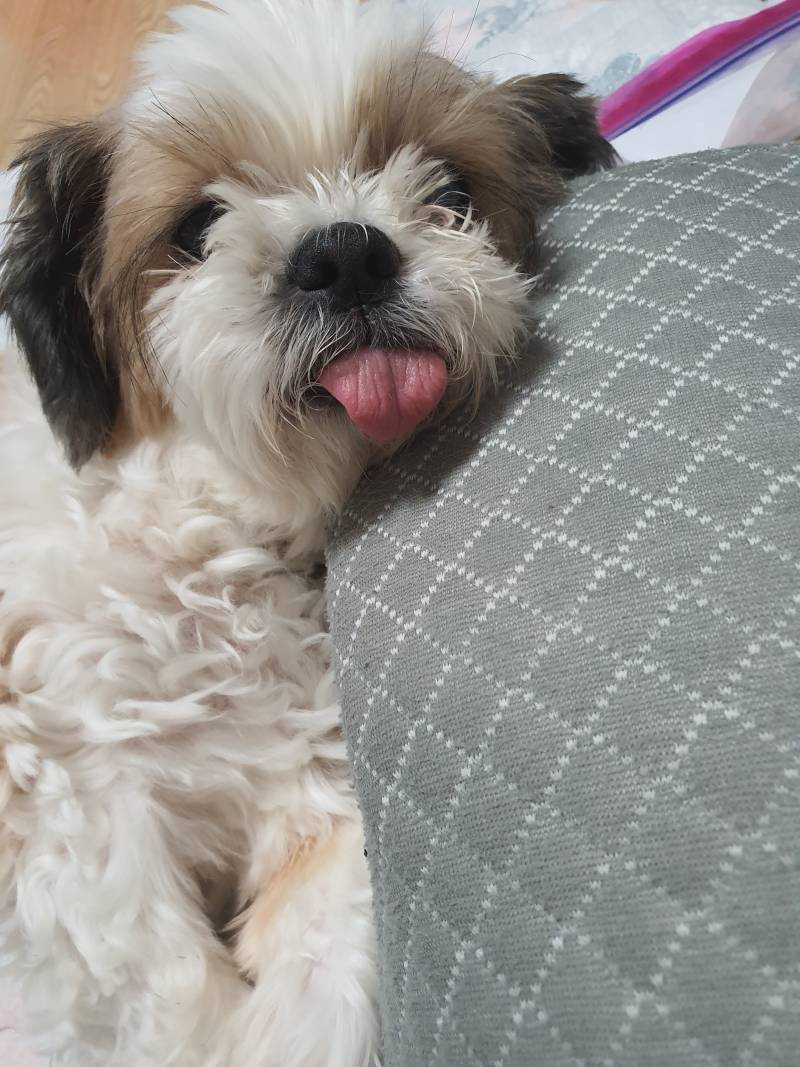 무슨일이 있어도 베개는 베고 자야돼 | 인스티즈