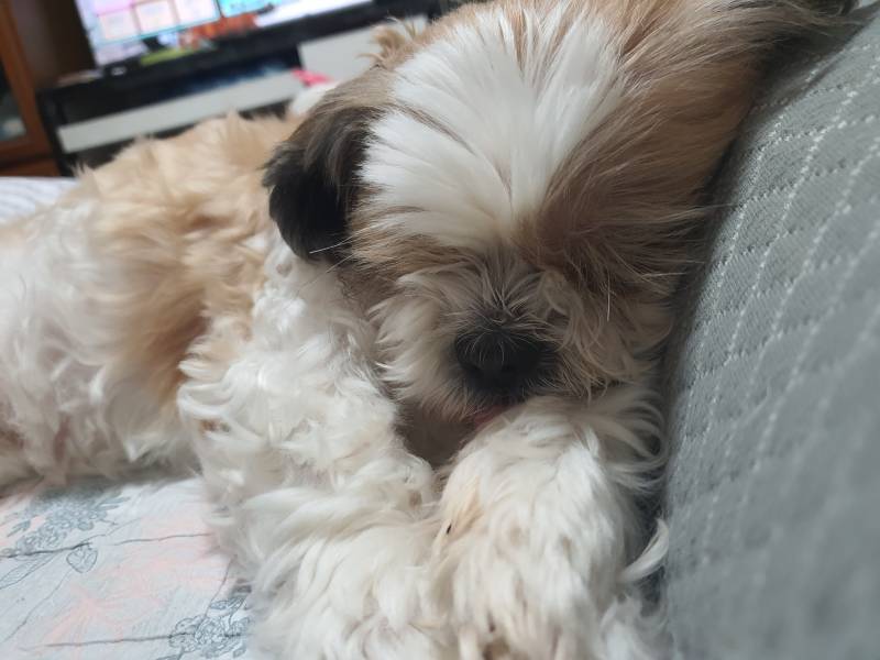 무슨일이 있어도 베개는 베고 자야돼 | 인스티즈