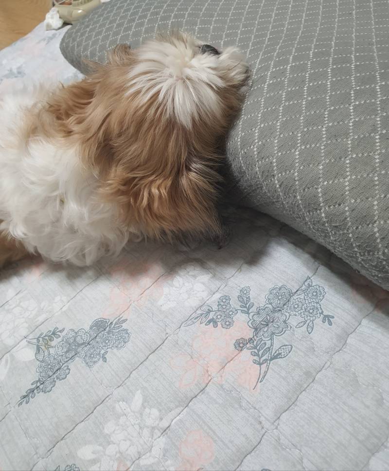 무슨일이 있어도 베개는 베고 자야돼 | 인스티즈