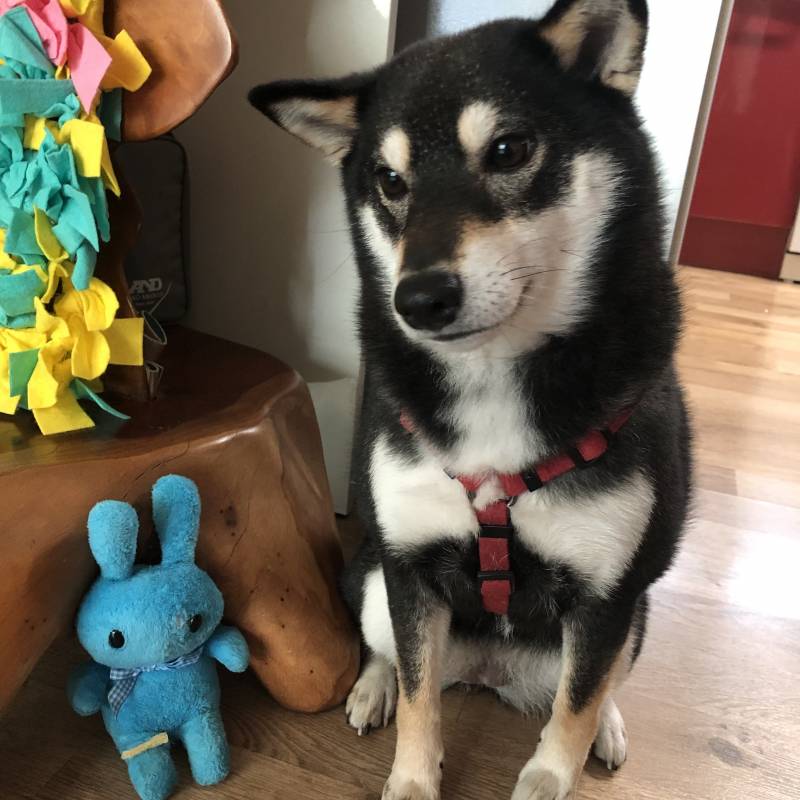 혹시 블루래빗 토끼인형 구하는 방법 아는 익 있어......? | 인스티즈