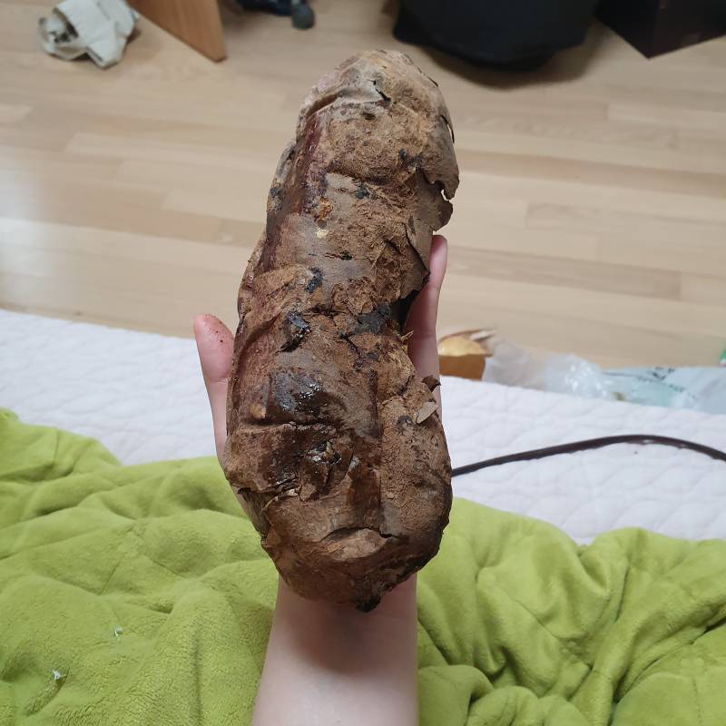 와 카페에서 군고구마 시켰는데 크기 봐 | 인스티즈