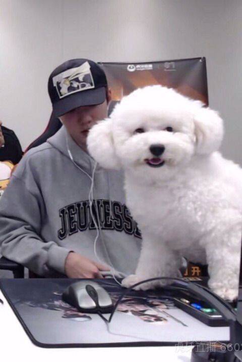 비숑 원래 이렇게 크니???? | 인스티즈