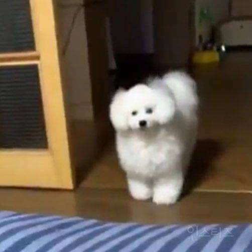 비숑 원래 이렇게 크니???? | 인스티즈