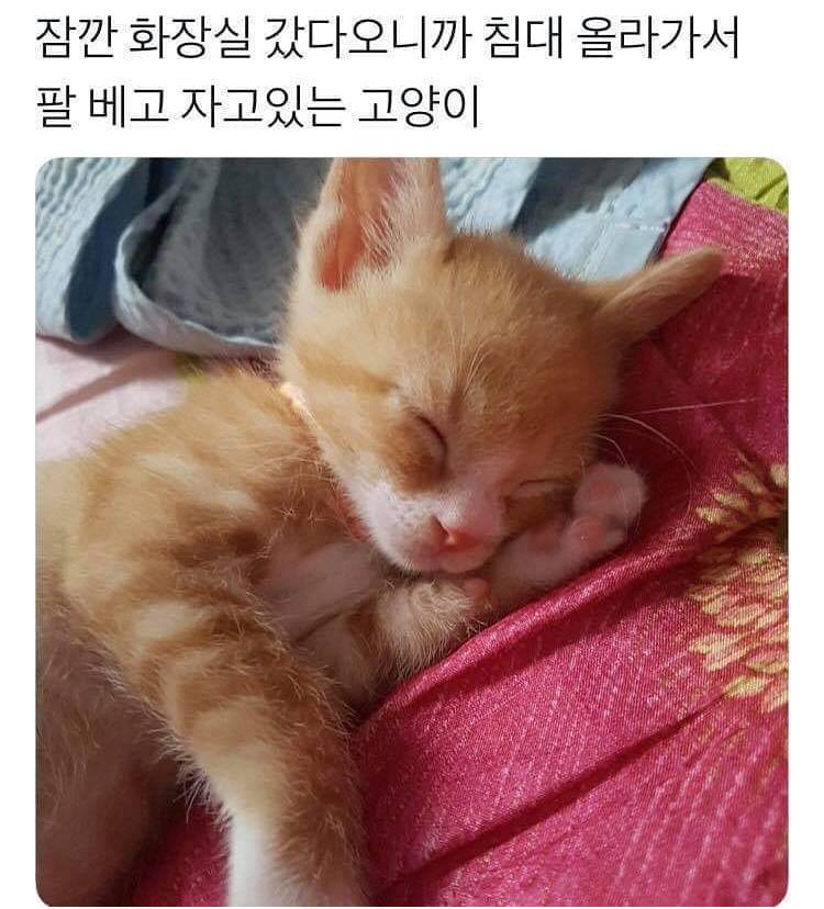 유라이크랑 소다 중에 뭐가 더 자기 취향이야?? | 인스티즈