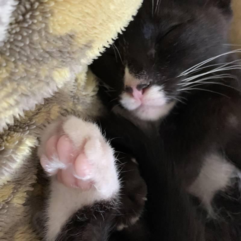 우리 집 아깽이 이름 좀 지어줘!! | 인스티즈