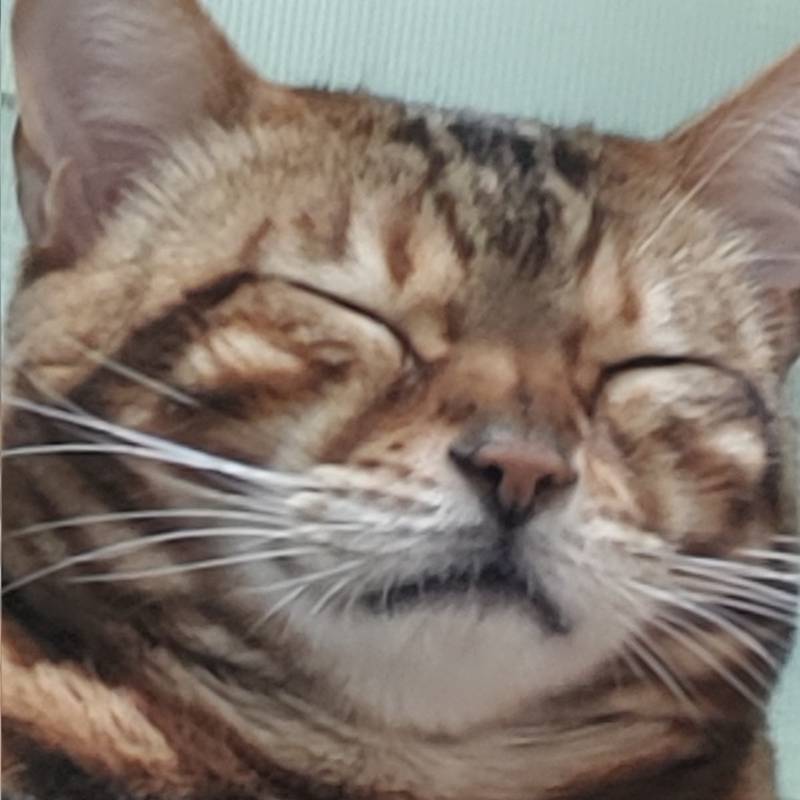 울집냥이 자는거 봐줄익구함 | 인스티즈