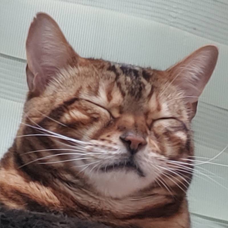 울집냥이 자는거 봐줄익구함 | 인스티즈