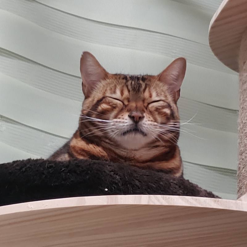 울집냥이 자는거 봐줄익구함 | 인스티즈