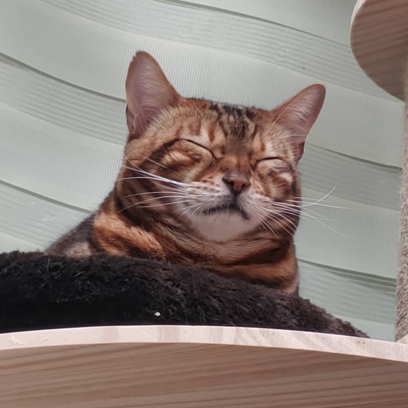 울집냥이 자는거 봐줄익구함 | 인스티즈